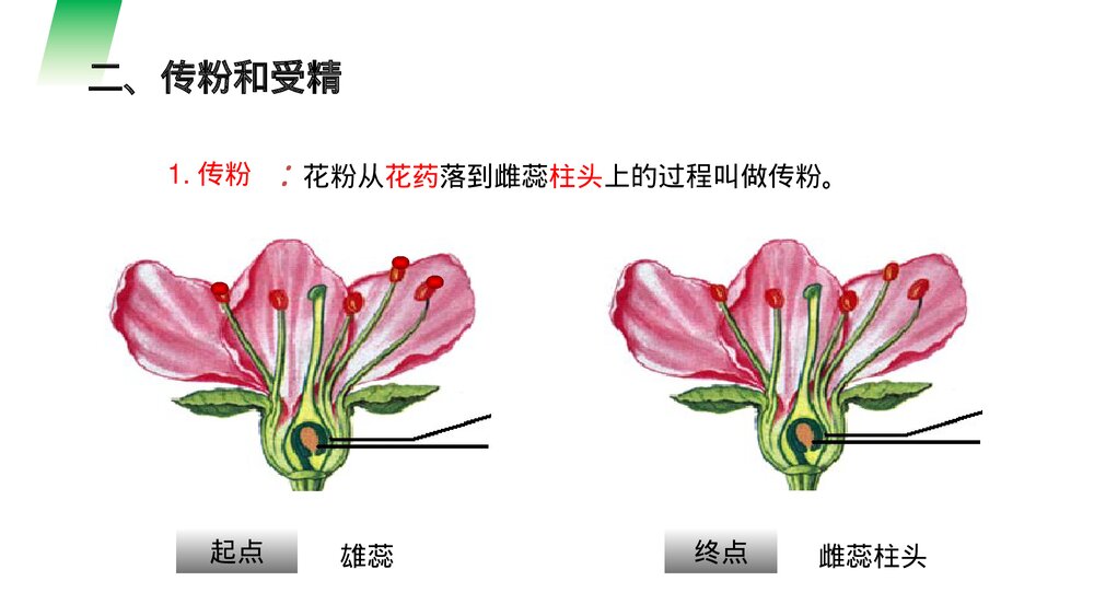 人教版七年级生物上册·初一《开花和结果》PPT课件7
