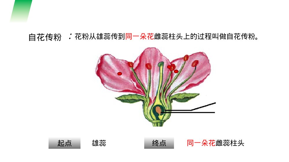 人教版七年级生物上册·初一《开花和结果》PPT课件8