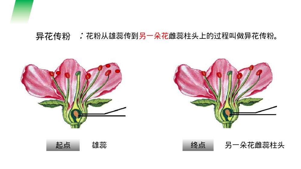 人教版七年级生物上册·初一《开花和结果》PPT课件9