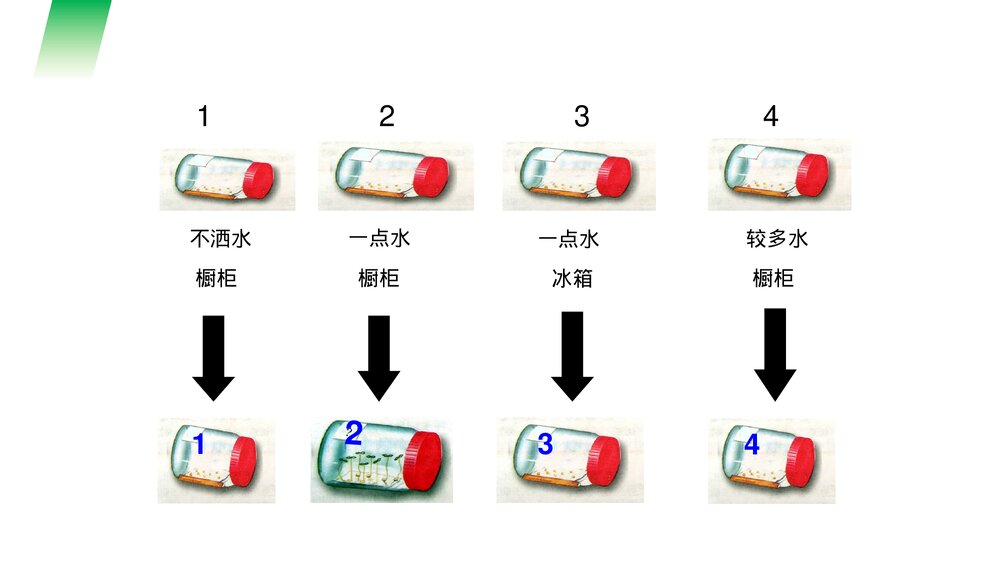 人教版七年级生物上册·初一《种子的萌发》PPT课件8