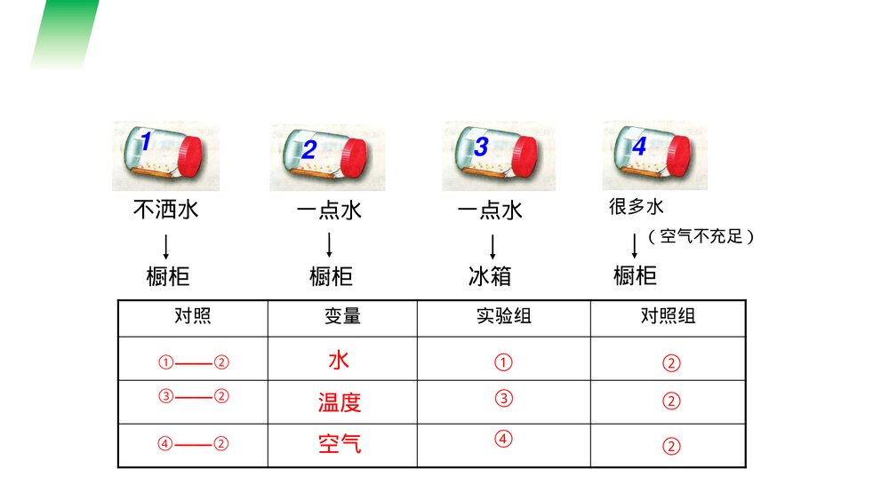 人教版七年级生物上册·初一《种子的萌发》PPT课件10