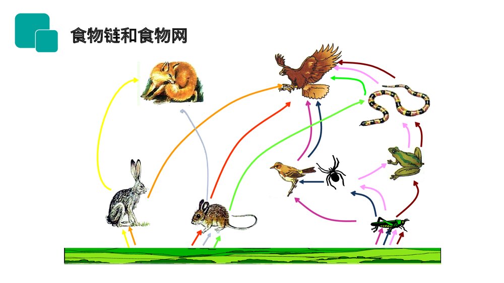 人教版七年级生物上册·初一《生物与环境组成生态系统》PPT课件9