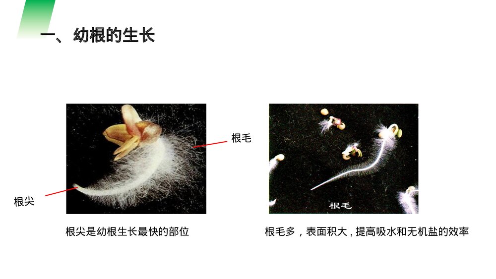 人教版七年级生物上册·初一《植株的生长》PPT课件2