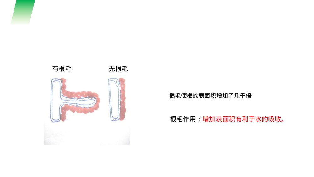 人教版七年级生物上册·初一《植株的生长》PPT课件4
