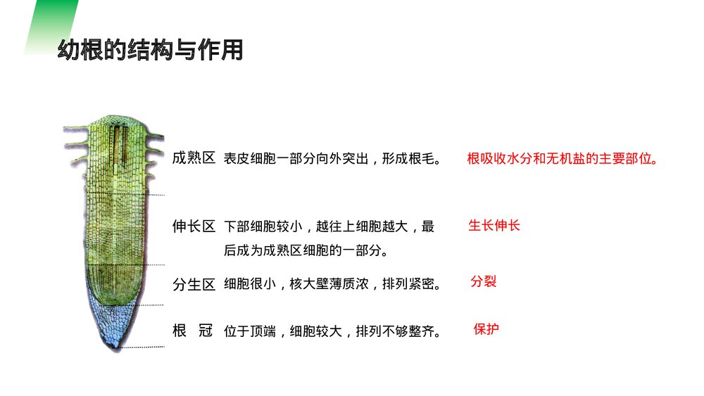 人教版七年级生物上册·初一《植株的生长》PPT课件5