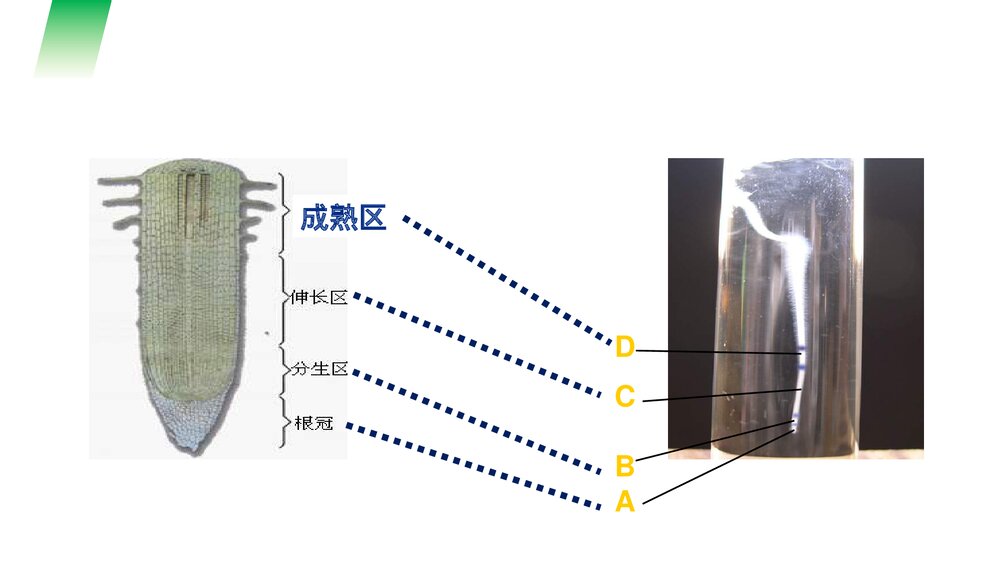 人教版七年级生物上册·初一《植株的生长》PPT课件6