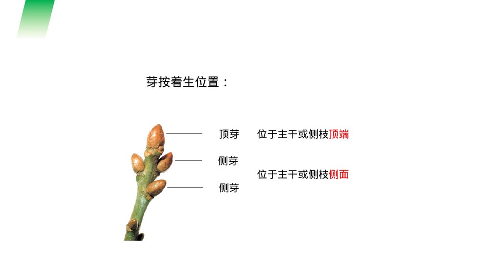 人教版七年级生物上册·初一《植株的生长》PPT课件9