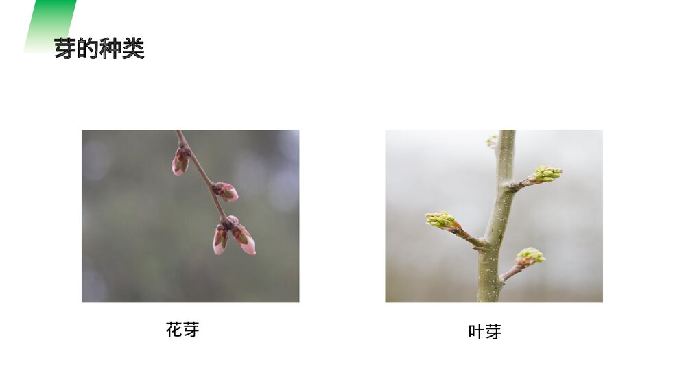 人教版七年级生物上册·初一《植株的生长》PPT课件10