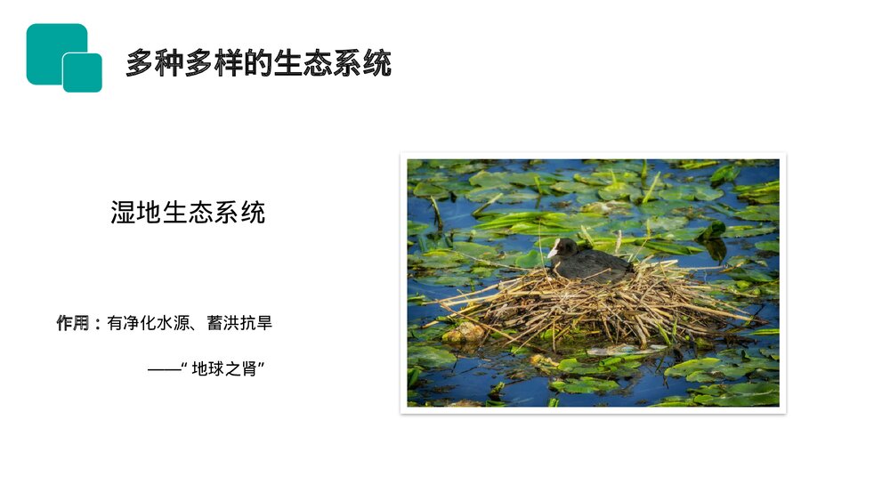人教版七年级生物上册·初一《生物圈是最大的生态系统》PPT课件5