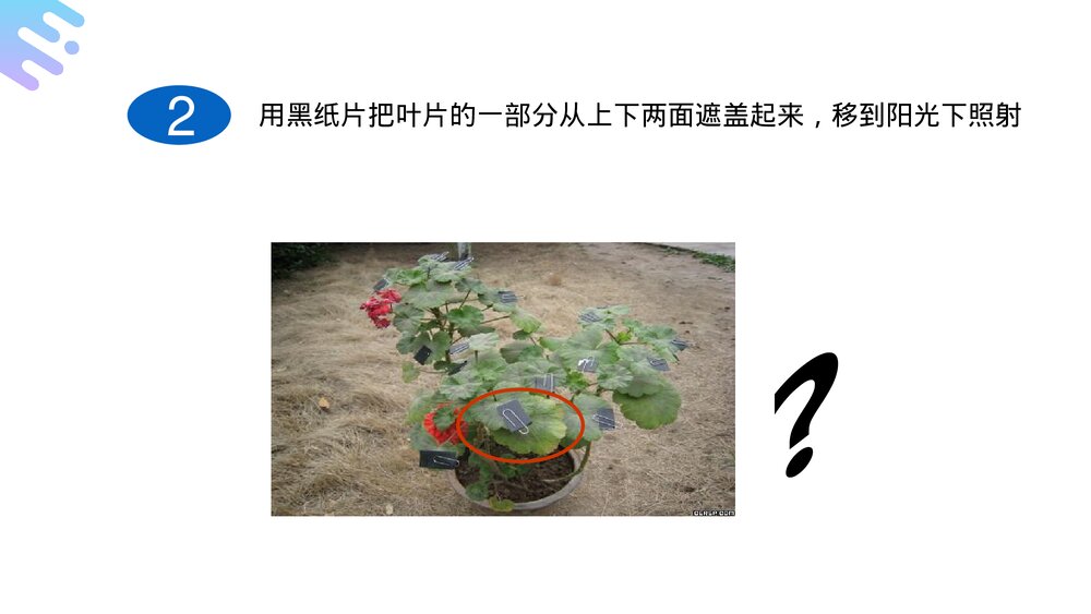 人教版七年级生物上册·初一《绿色植物是生物圈中有机物的制造者》PPT课件7
