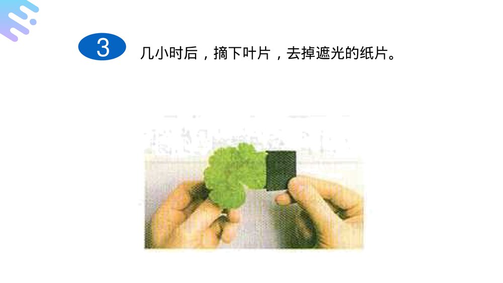人教版七年级生物上册·初一《绿色植物是生物圈中有机物的制造者》PPT课件8