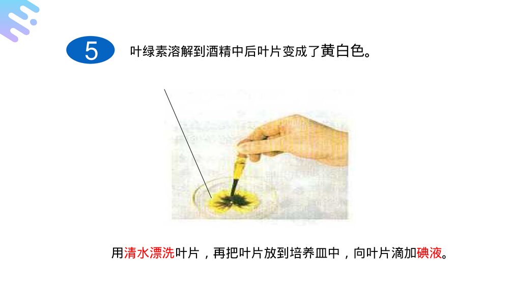 人教版七年级生物上册·初一《绿色植物是生物圈中有机物的制造者》PPT课件10