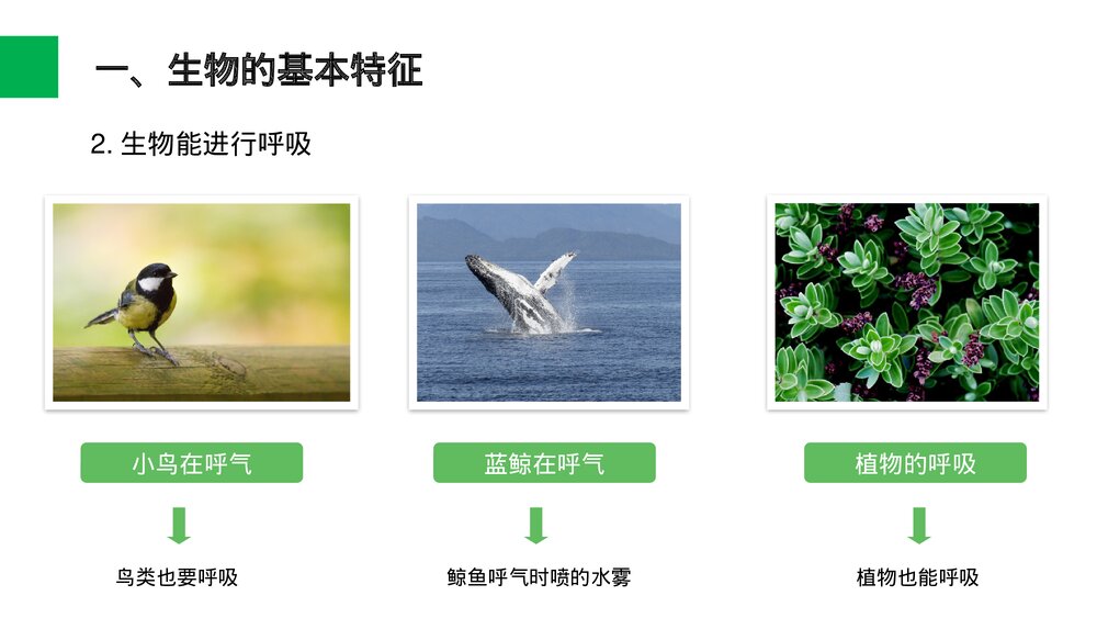 人教版七年级生物上册·初一《生物的基本特征》PPT课件5