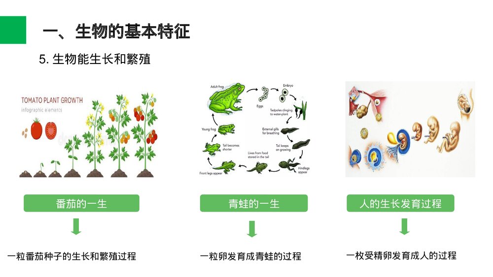 人教版七年级生物上册·初一《生物的基本特征》PPT课件8