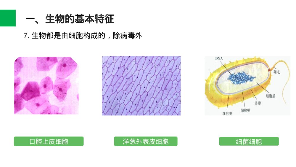 人教版七年级生物上册·初一《生物的基本特征》PPT课件10
