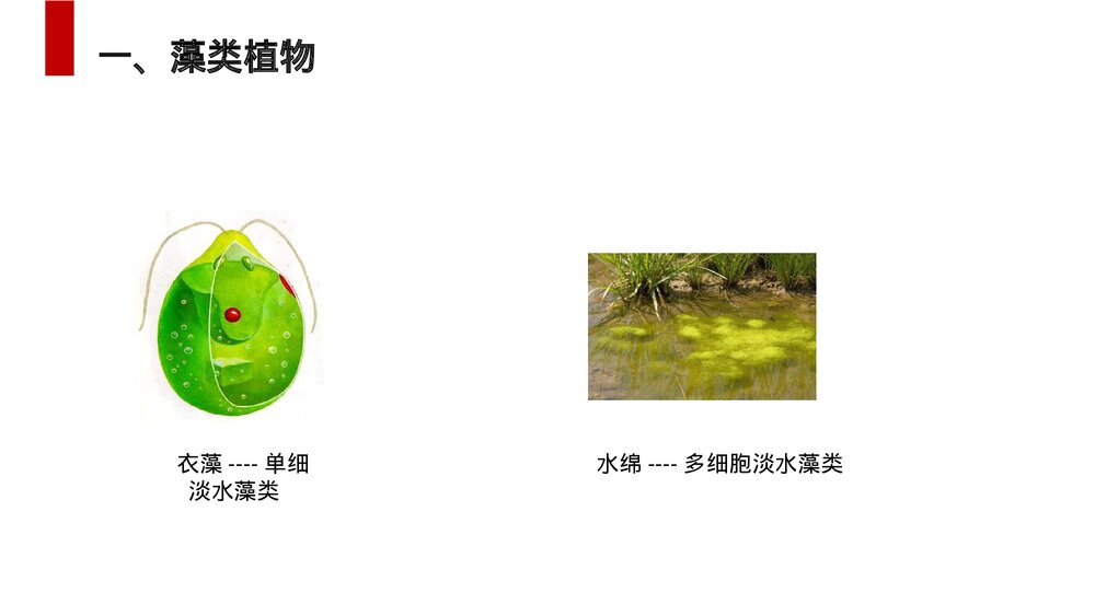 人教版七年级生物上册·初一《藻类、苔藓和蕨类植物》PPT课件4
