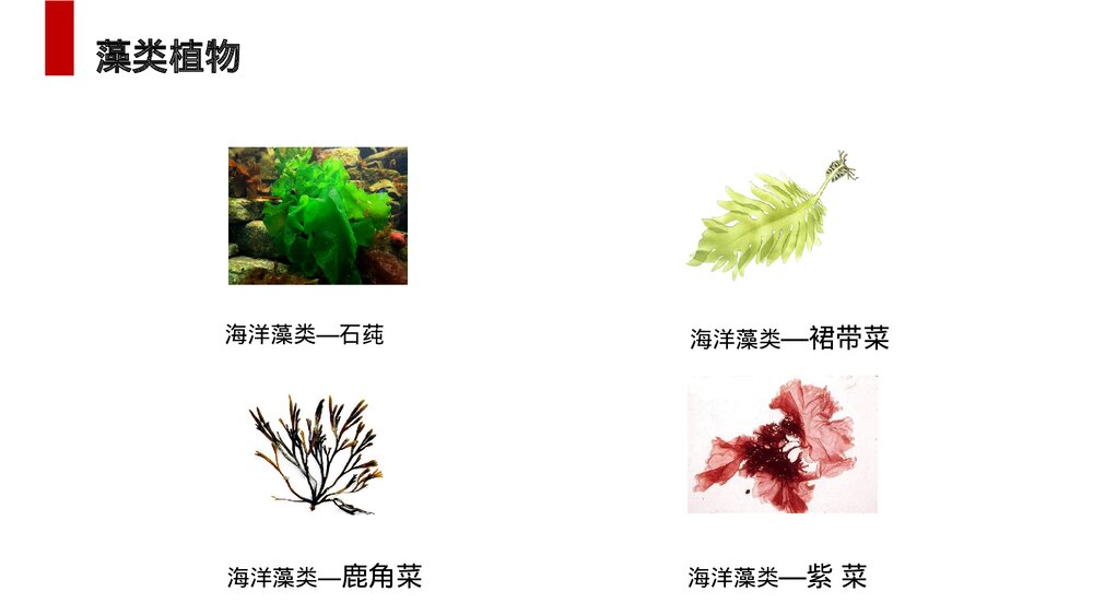 人教版七年级生物上册·初一《藻类、苔藓和蕨类植物》PPT课件5