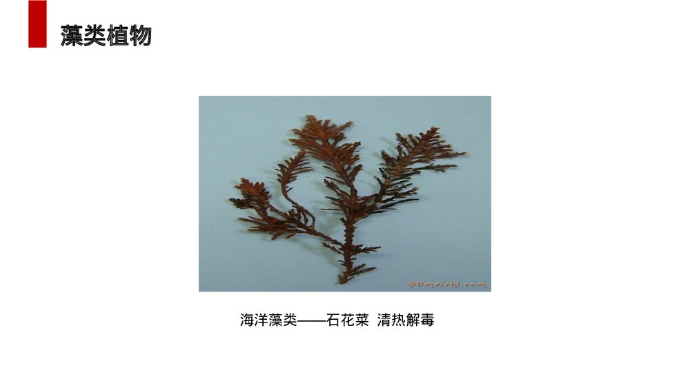 人教版七年级生物上册·初一《藻类、苔藓和蕨类植物》PPT课件6