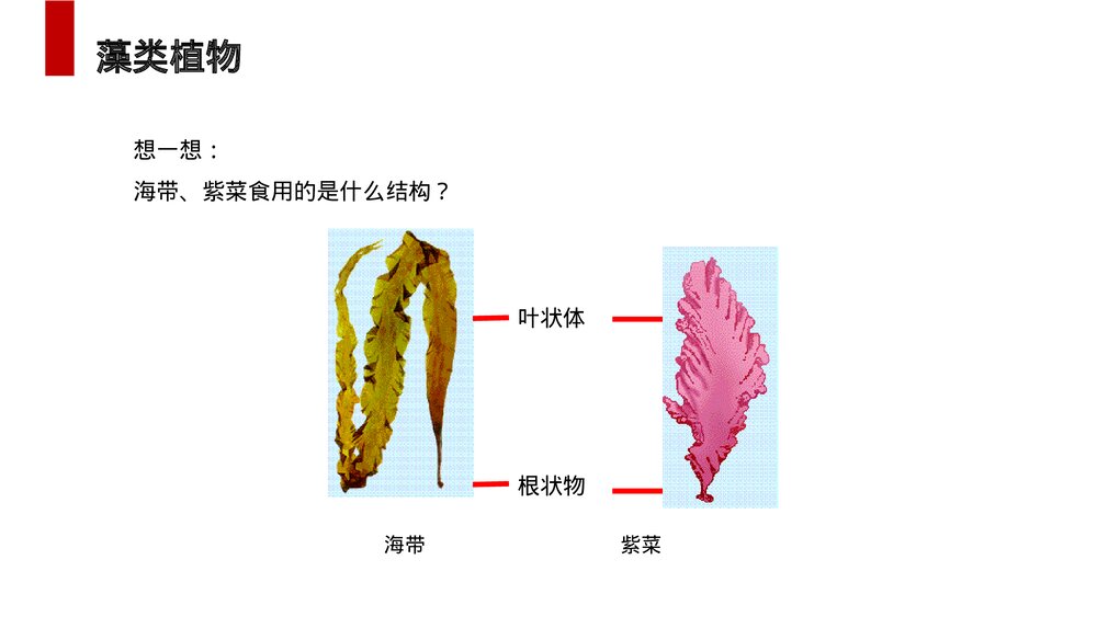 人教版七年级生物上册·初一《藻类、苔藓和蕨类植物》PPT课件7