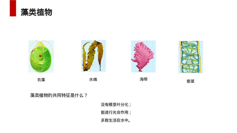 人教版七年级生物上册·初一《藻类、苔藓和蕨类植物》PPT课件9