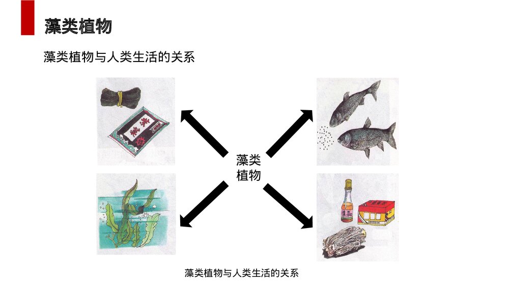 人教版七年级生物上册·初一《藻类、苔藓和蕨类植物》PPT课件10