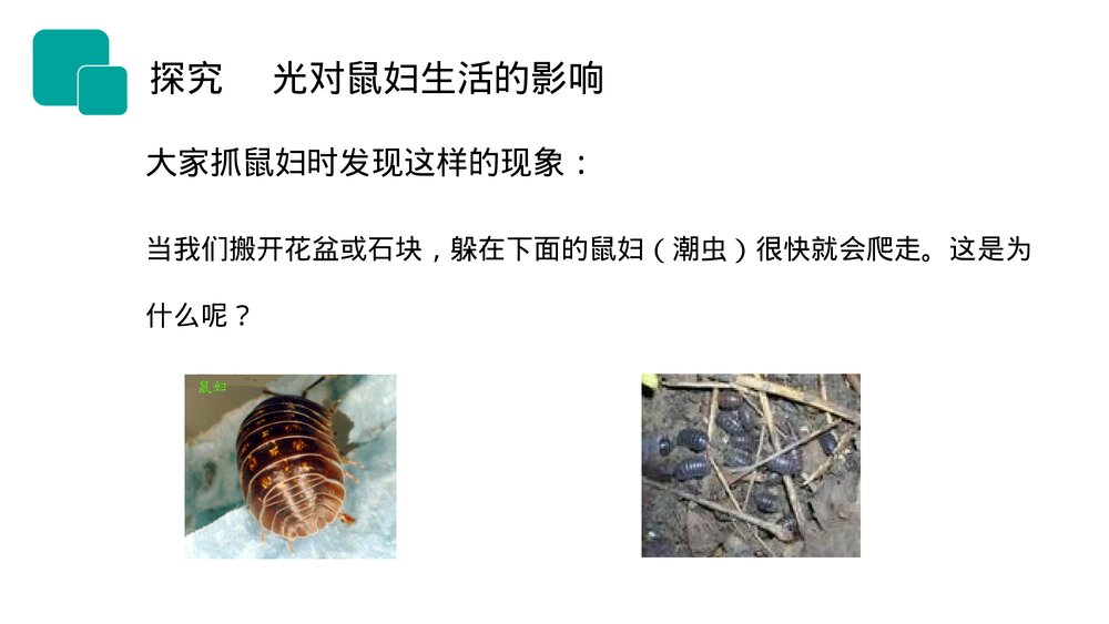 人教版七年级生物上册·初一《生物与环境的关系》PPT课件10