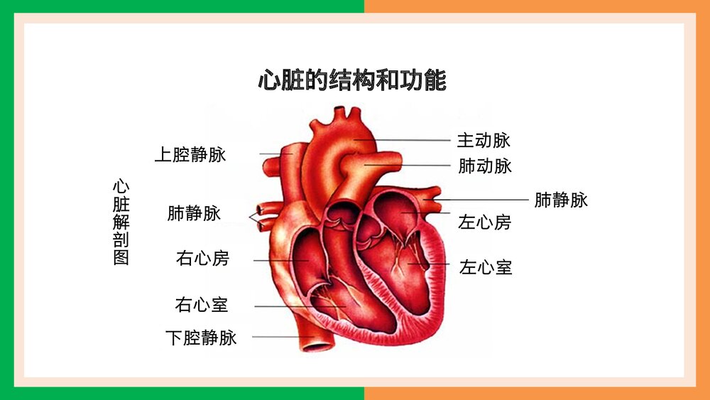 人教版·生物·七年级下册《输送血液的泵·心脏的结构和功能》PPT课件5