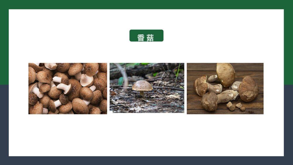 人教版·八年级上册生物《真菌》PPT课件3