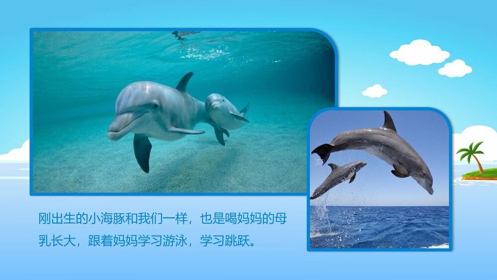 《聪明的小海豚》幼儿园小班科学活动教育主题PPT课件8