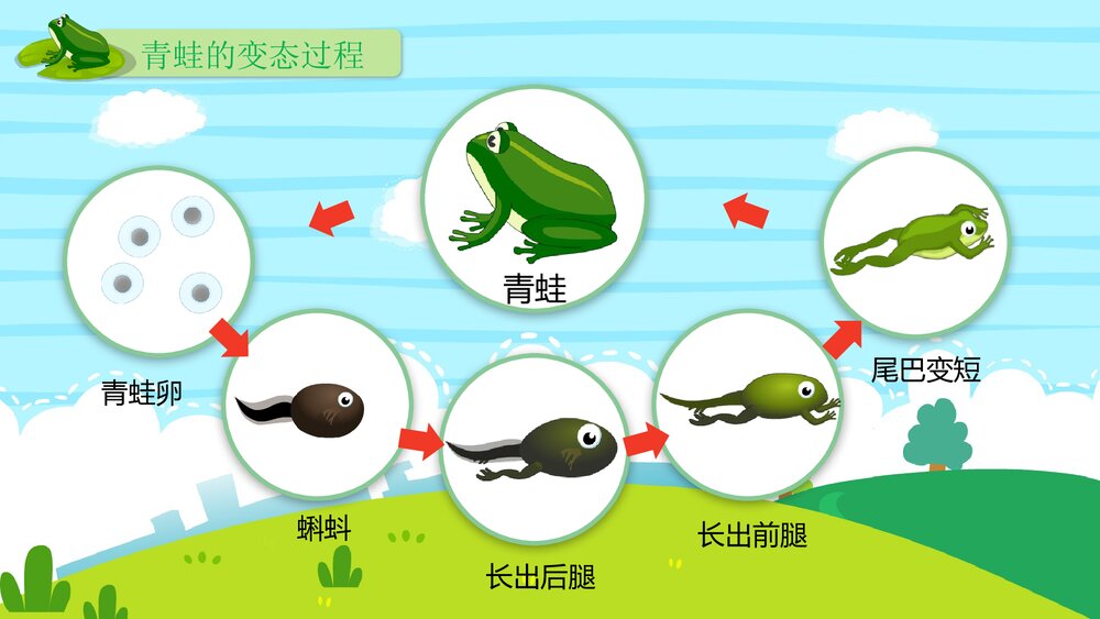 《呱呱呱的小青蛙》幼儿园小班科学活动教育主题PPT课件9
