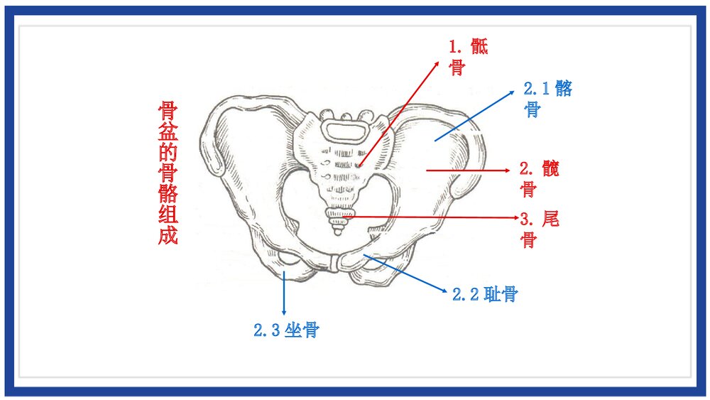 女性生殖系统解剖介绍PPT课件(带内容)4