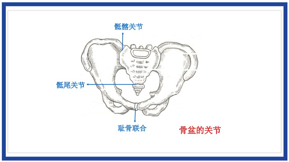 女性生殖系统解剖介绍PPT课件(带内容)6