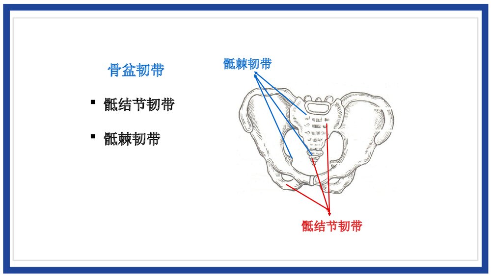 女性生殖系统解剖介绍PPT课件(带内容)7