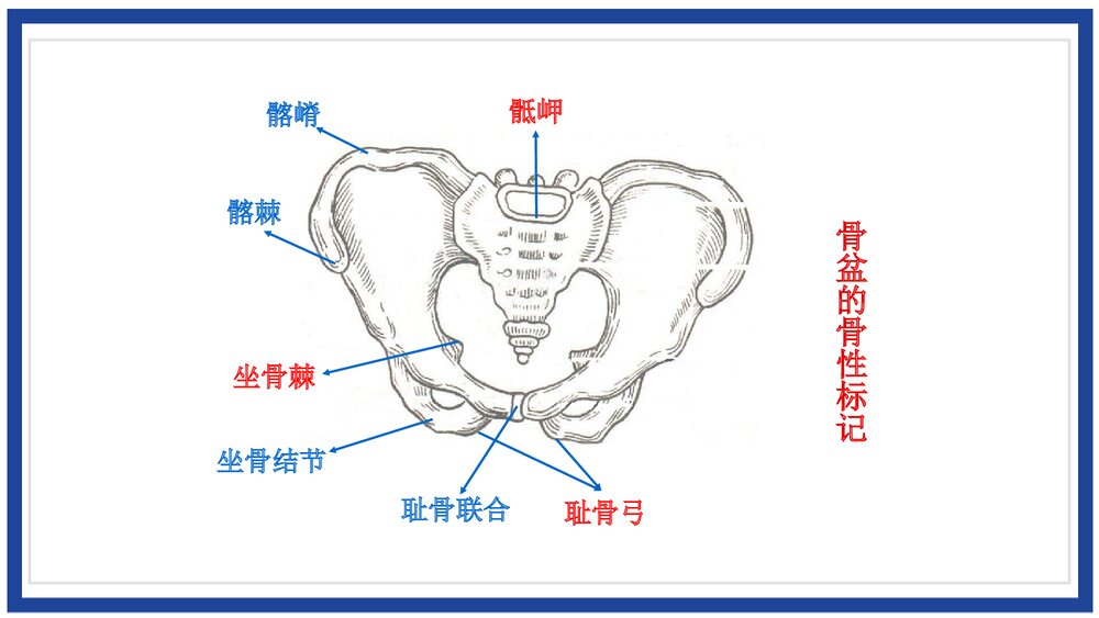 女性生殖系统解剖介绍PPT课件(带内容)10