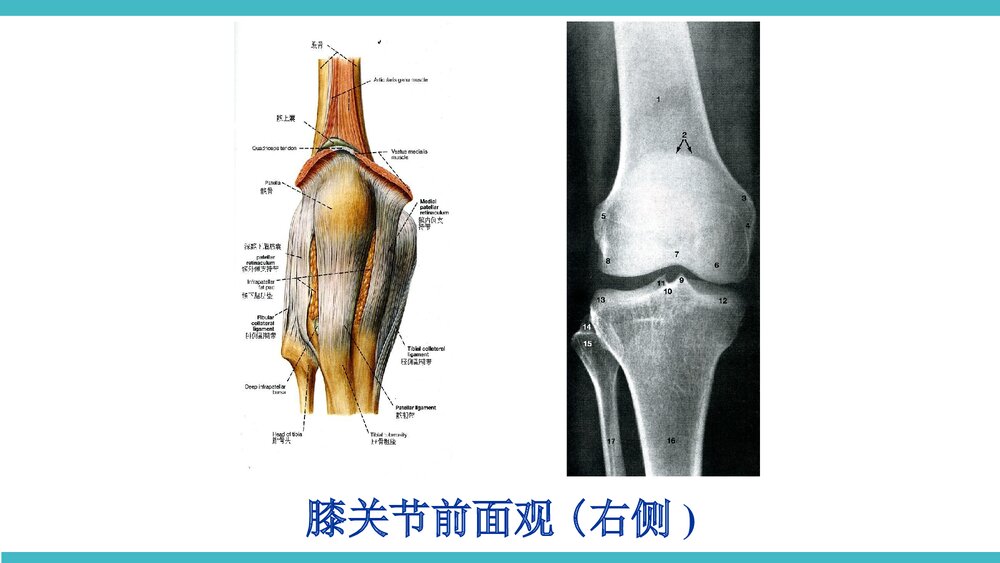 膝关节骨性关节炎非手术治疗PPT课件(带内容·共68页)4