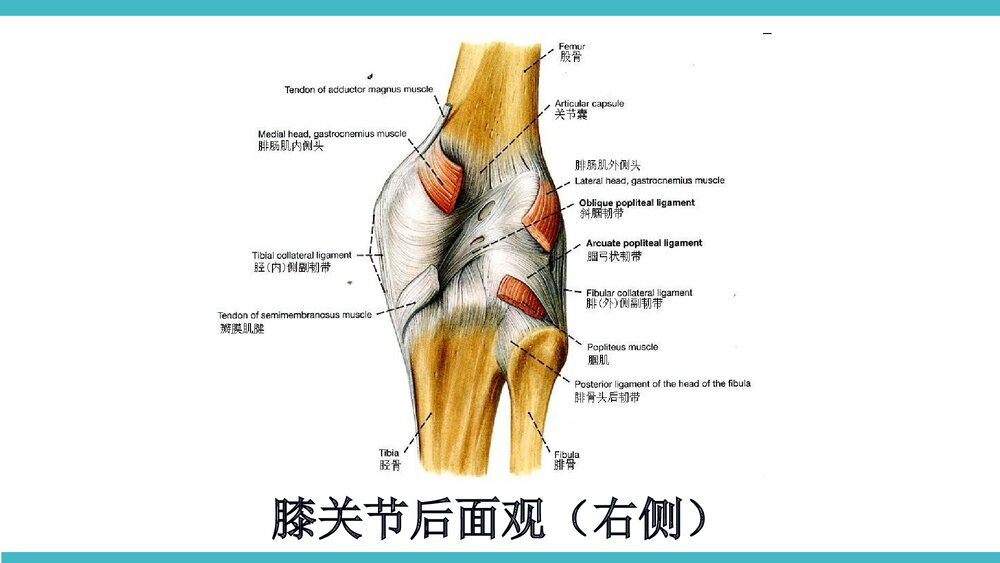 膝关节骨性关节炎非手术治疗PPT课件(带内容·共68页)5