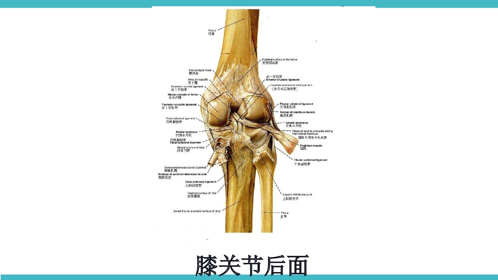 膝关节骨性关节炎非手术治疗PPT课件(带内容·共68页)6