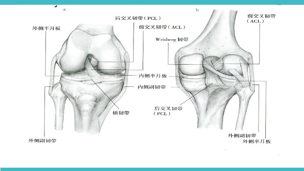 膝关节骨性关节炎非手术治疗PPT课件(带内容·共68页)8