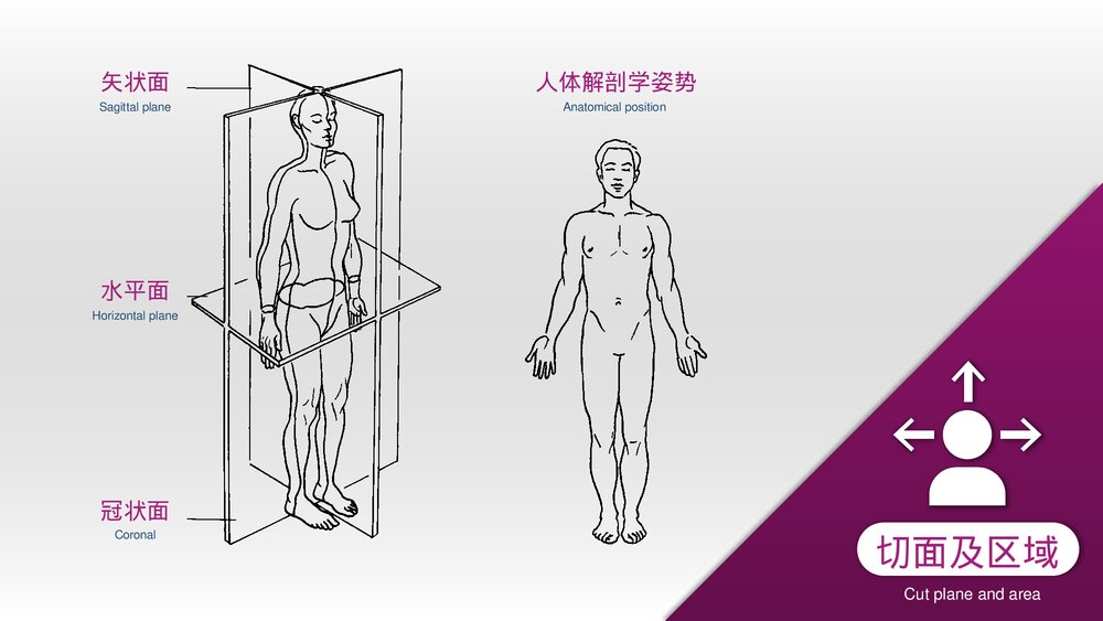 运动损伤解剖学康复训练PPT课件(带内容)8