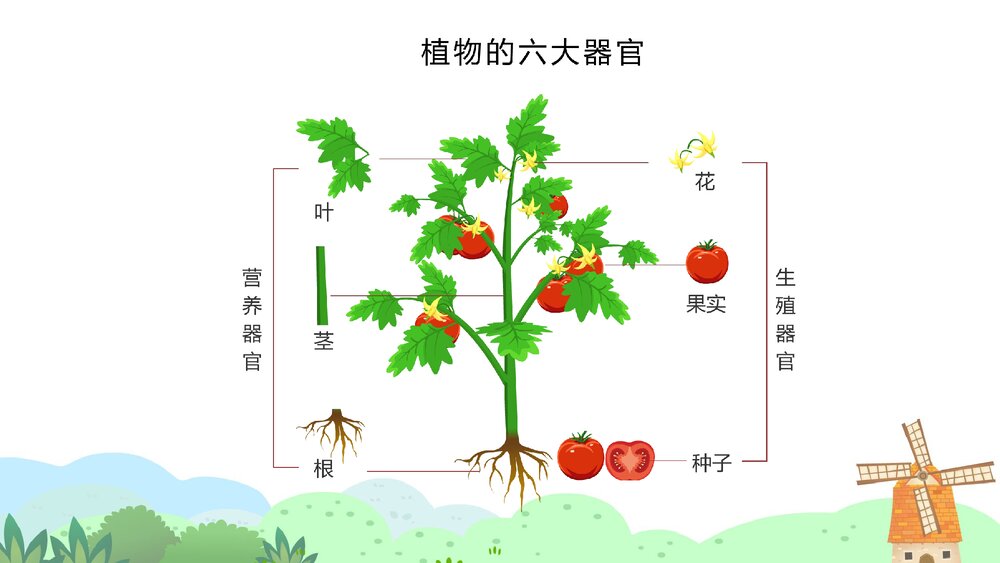《我爱吃蔬菜》幼儿园小班健康活动教学PPT课件3