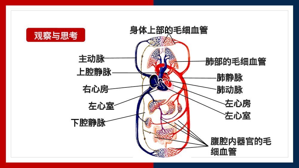 人教版·生物·七年级下册《血液循环的途径》PPT课件4
