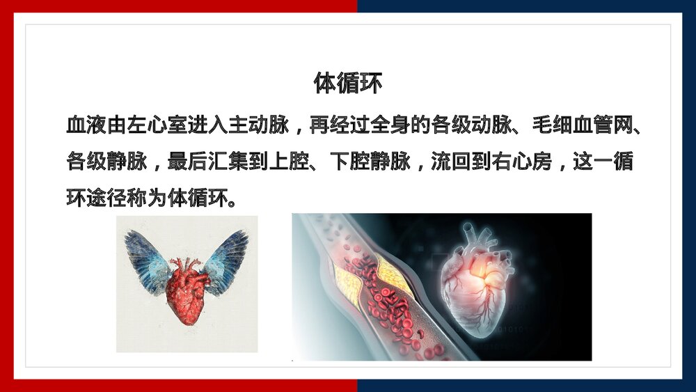 人教版·生物·七年级下册《血液循环的途径》PPT课件5