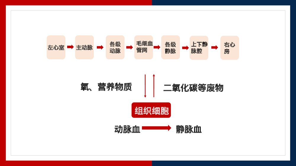 人教版·生物·七年级下册《血液循环的途径》PPT课件6