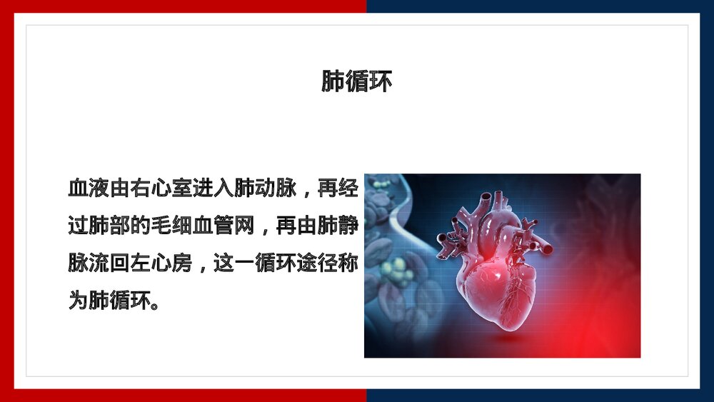 人教版·生物·七年级下册《血液循环的途径》PPT课件8