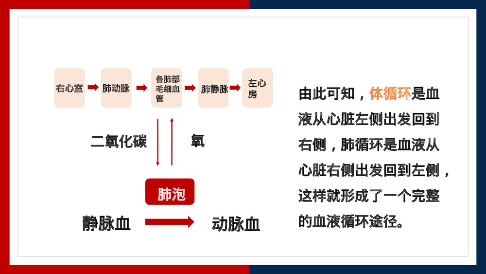 人教版·生物·七年级下册《血液循环的途径》PPT课件9