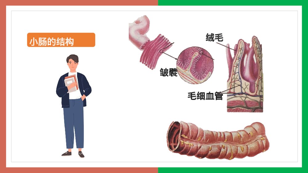 人教版·生物·七年级下册《营养物质的吸收》PPT课件5