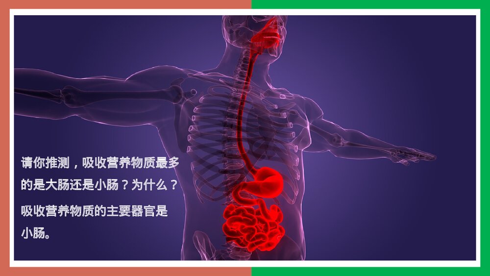 人教版·生物·七年级下册《营养物质的吸收》PPT课件7