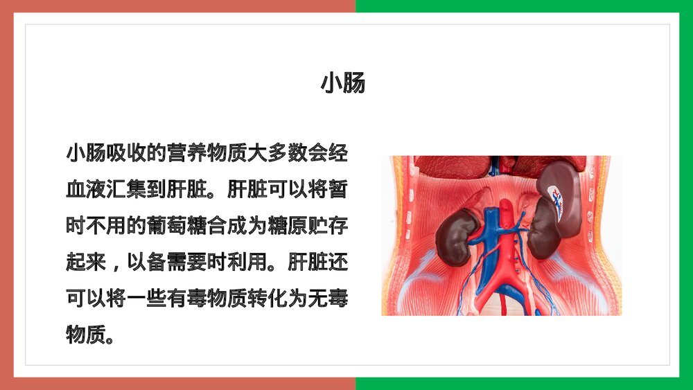 人教版·生物·七年级下册《营养物质的吸收》PPT课件10