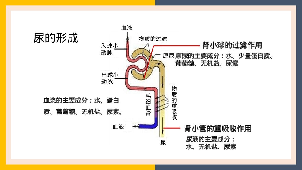 人教版生物·七年级下册《人体内废物的排出尿的形成和排出》PPT课件6
