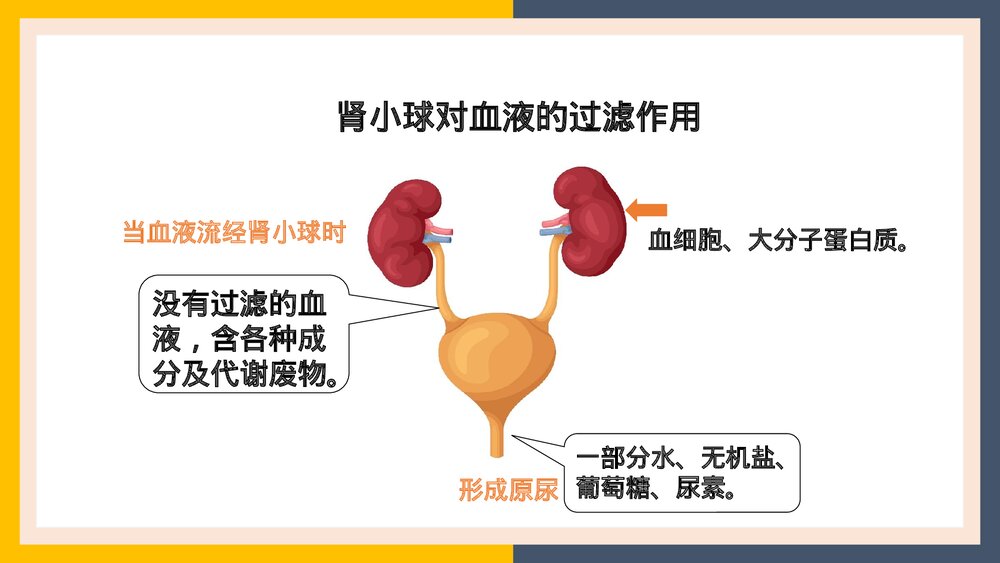 人教版生物·七年级下册《人体内废物的排出尿的形成和排出》PPT课件7